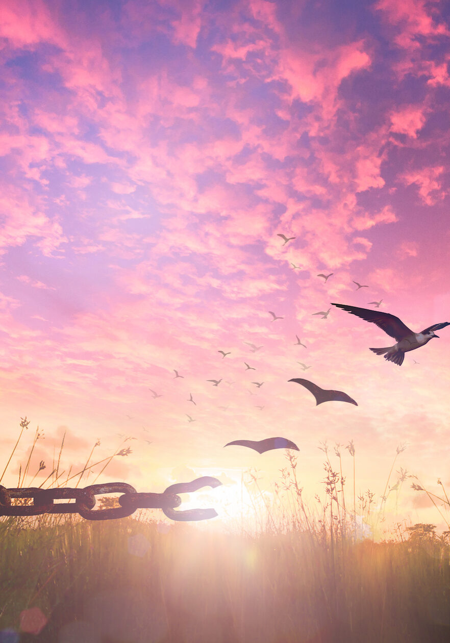 World freedom day concept: Silhouette of bird flying and broken chains at autumn meadow sunrise background