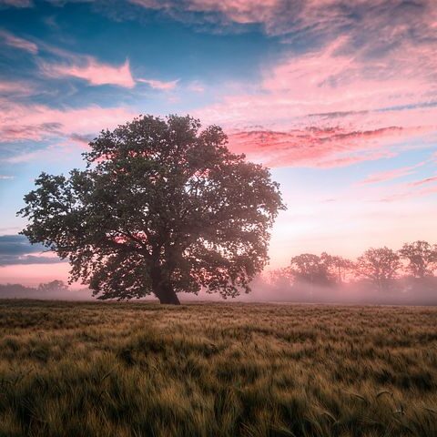 field-6574455__480